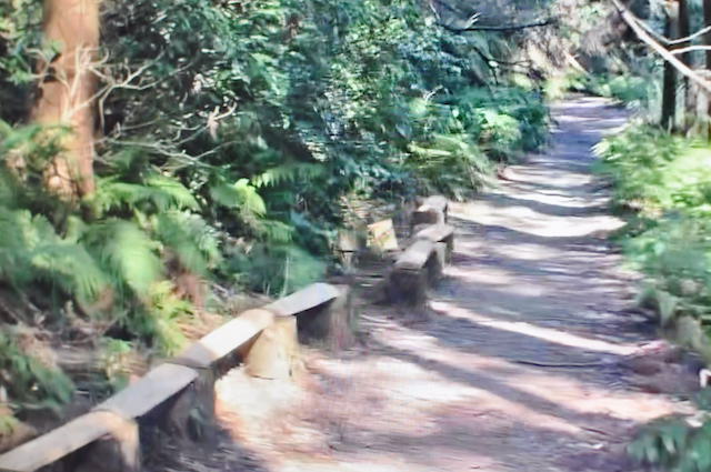 三浦アルプス、森戸林道のベンチ