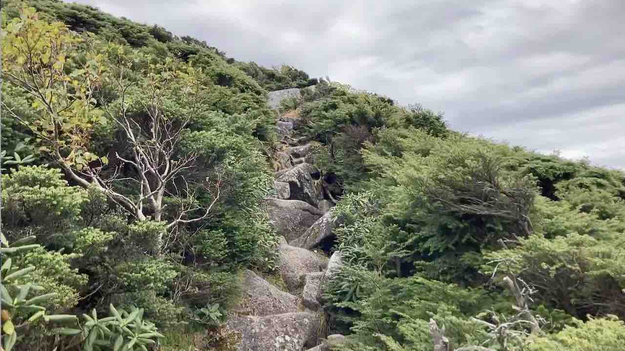 薬師岳登山道